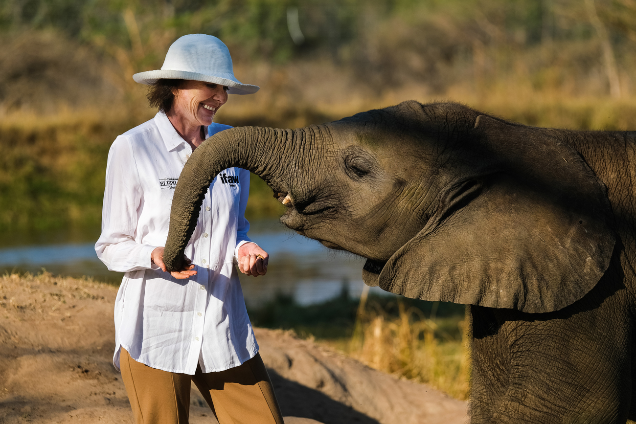 Amira, a rescued elephant calves, greets Roxy Danckwerts, CEO and Founder of Wild is Life-ZEN.