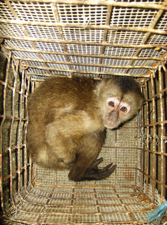 A capuchin monkey lies in a cramped cage. The monkey was trafficked by Venezuelan wildlife smugglers. 