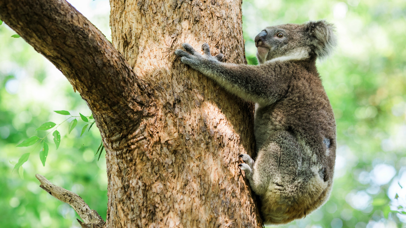 Ginger, a rescued koala, climbs up on a tree and is released into the wild after being rehabilitated under the care of Friends of the Koala, a volunteer group based in East Lismore, New South Wales, Australia.