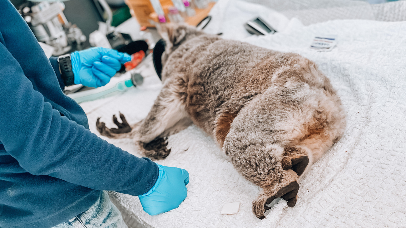 Jessie the koala receives a checkup.