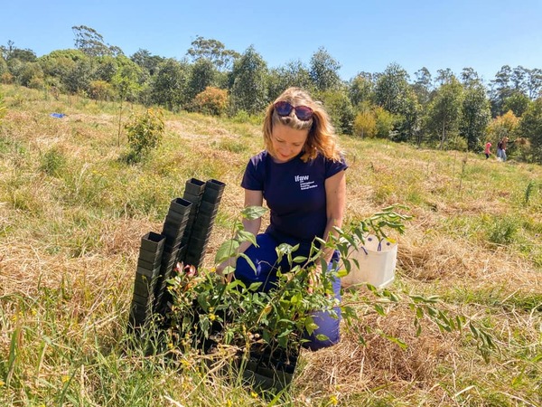 rebuild koala habitat