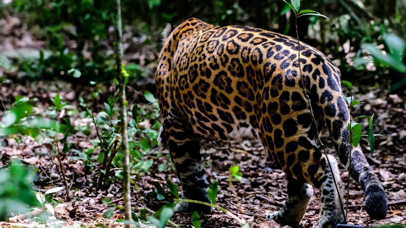 a rescued jaguar wearing a tracking collar returns to the wild