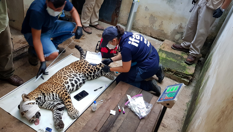 Mexique : un jaguar tombé dans un puits avec un chien, secouru