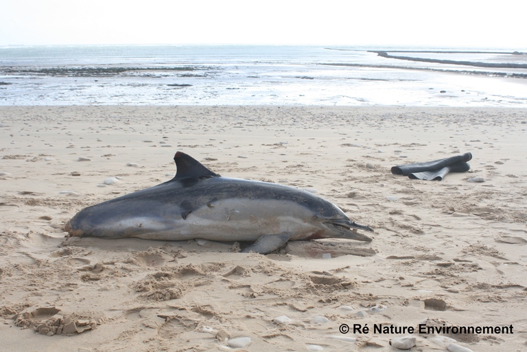 European Commission Must Stop France And Spain From Killing Thousands Of Dolphins Warn Ngos