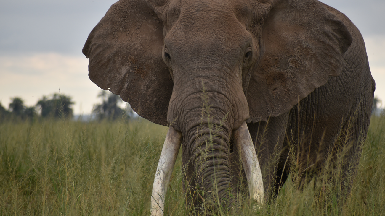 An elephant roams Amboseli National Park
