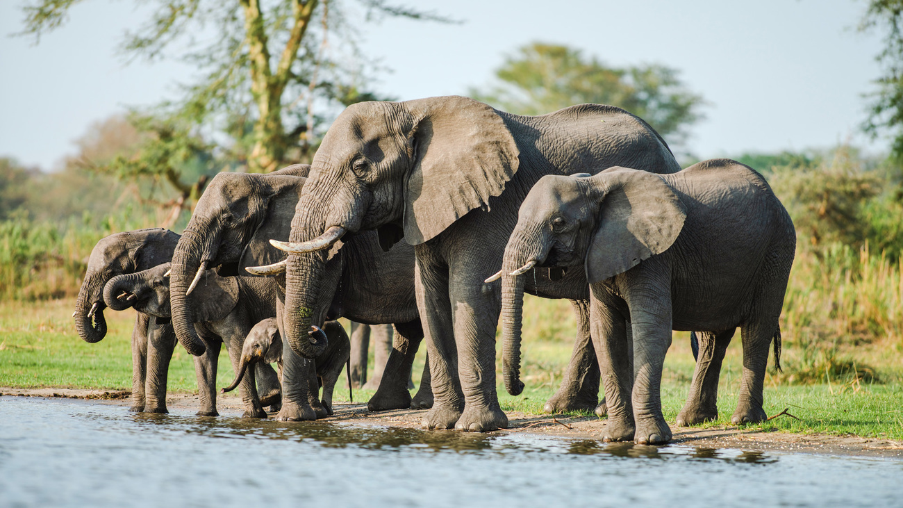 A herd of elephants drinking water