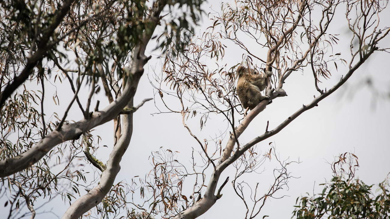 A koala who survived the deadly bushfires is spotted up in a tree. 