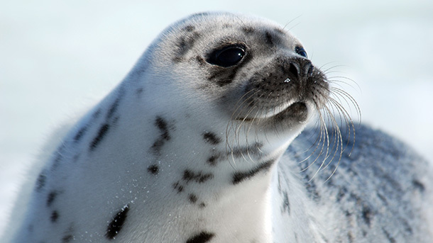 harp seal in Canada