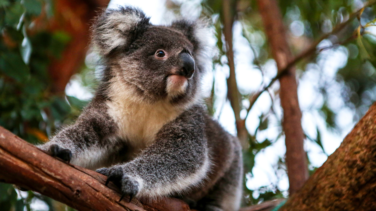 A rescued koala in rehabilitation sits in a tree in Tracey Wilson's yard. The tree serves as a soft release site for the koala until it's healthy enough to be returned into a wild environment.