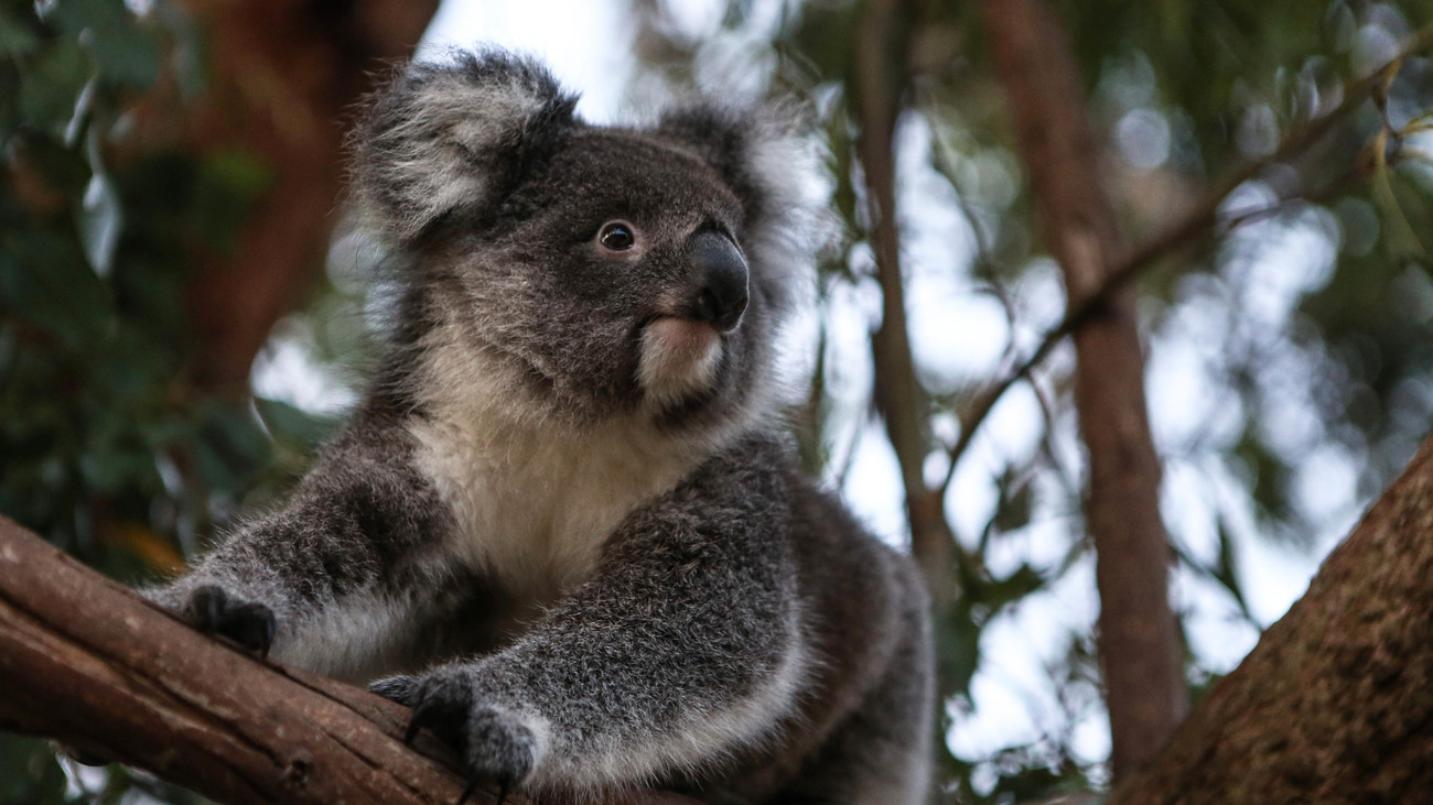 Pendant la canicule, les koalas se rafraîchissent en faisant des