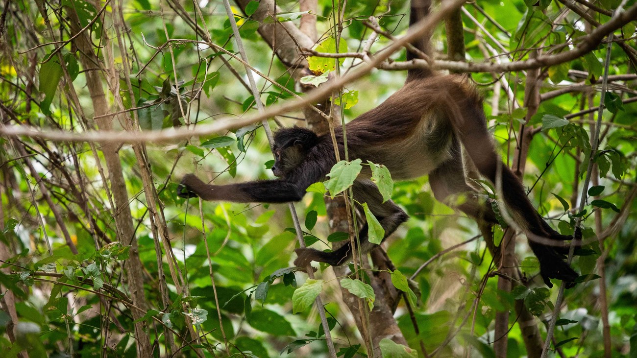 spider monkey in the jungle in Mexico