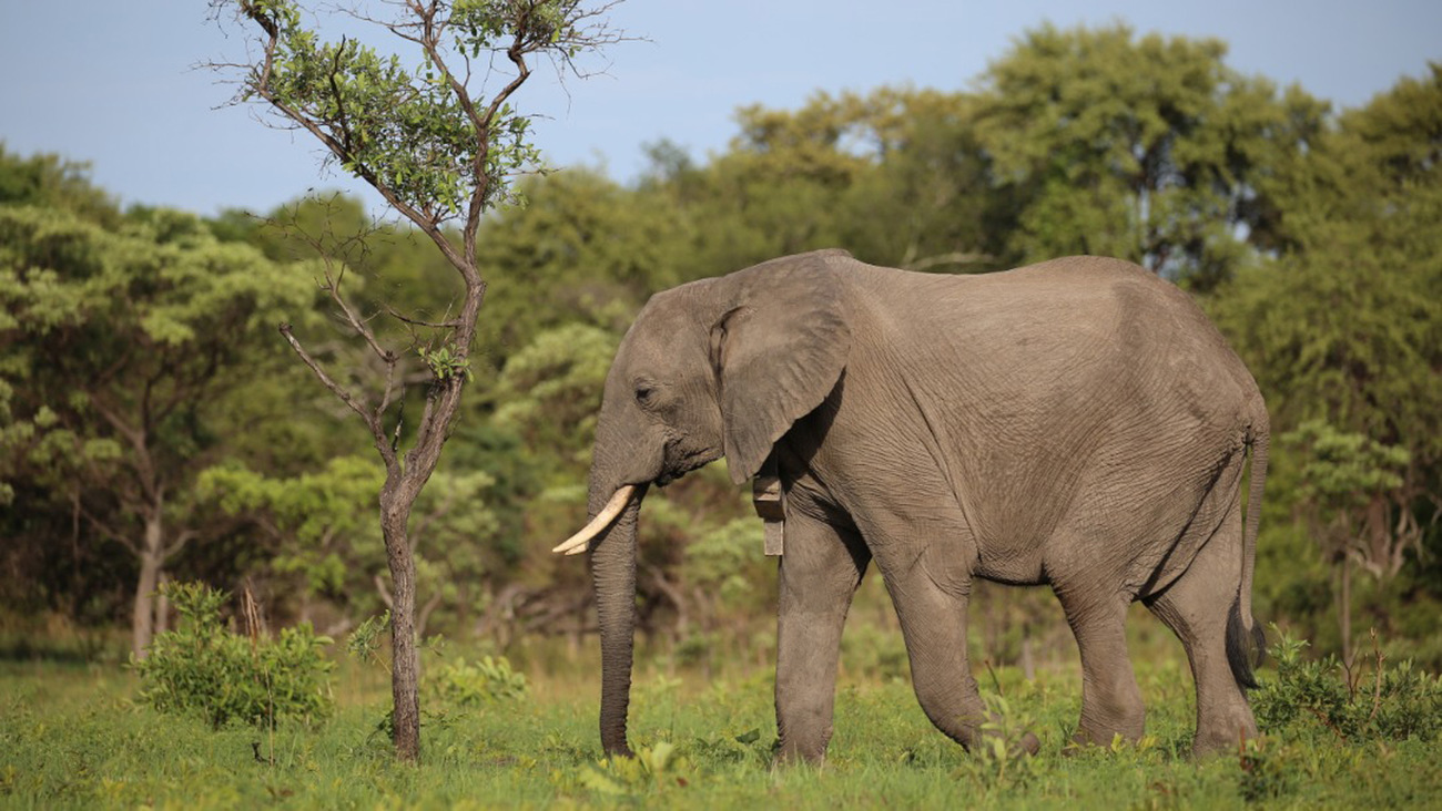 Batoka in Sambia