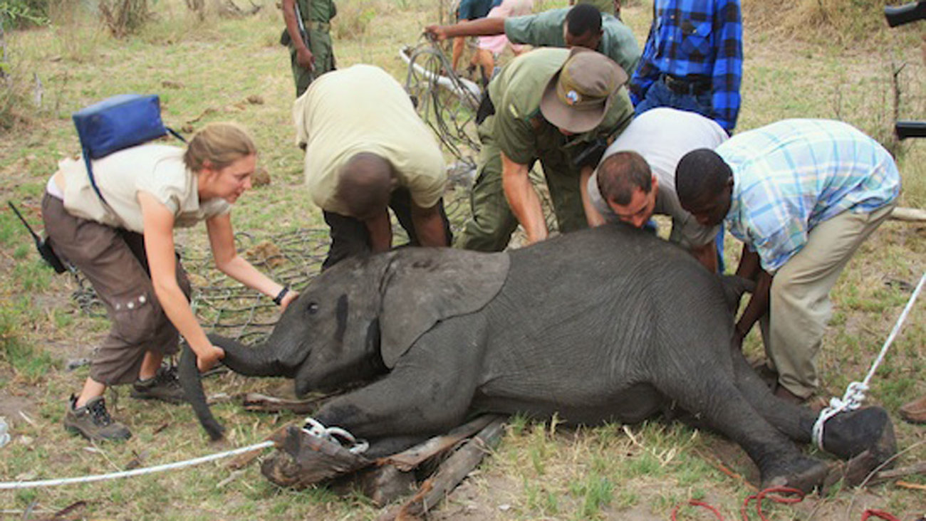 Elefant in Sambia