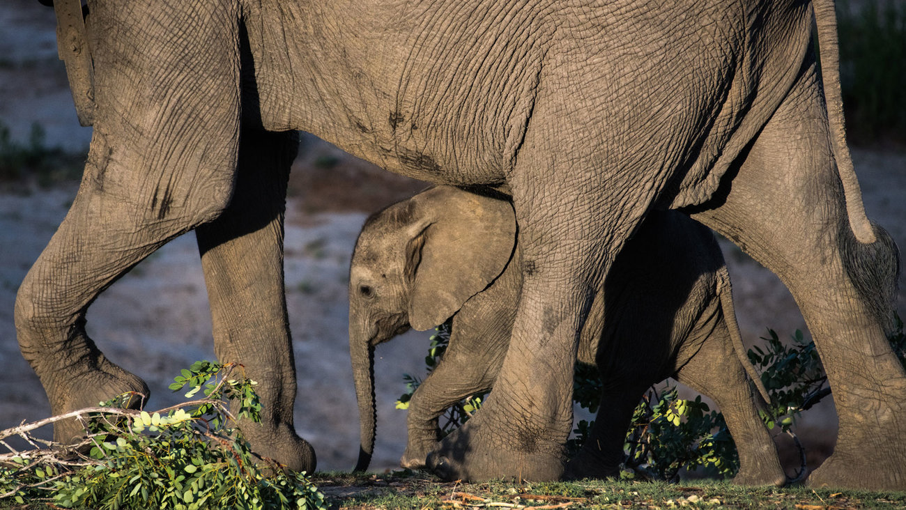 baby elephant in Zambia