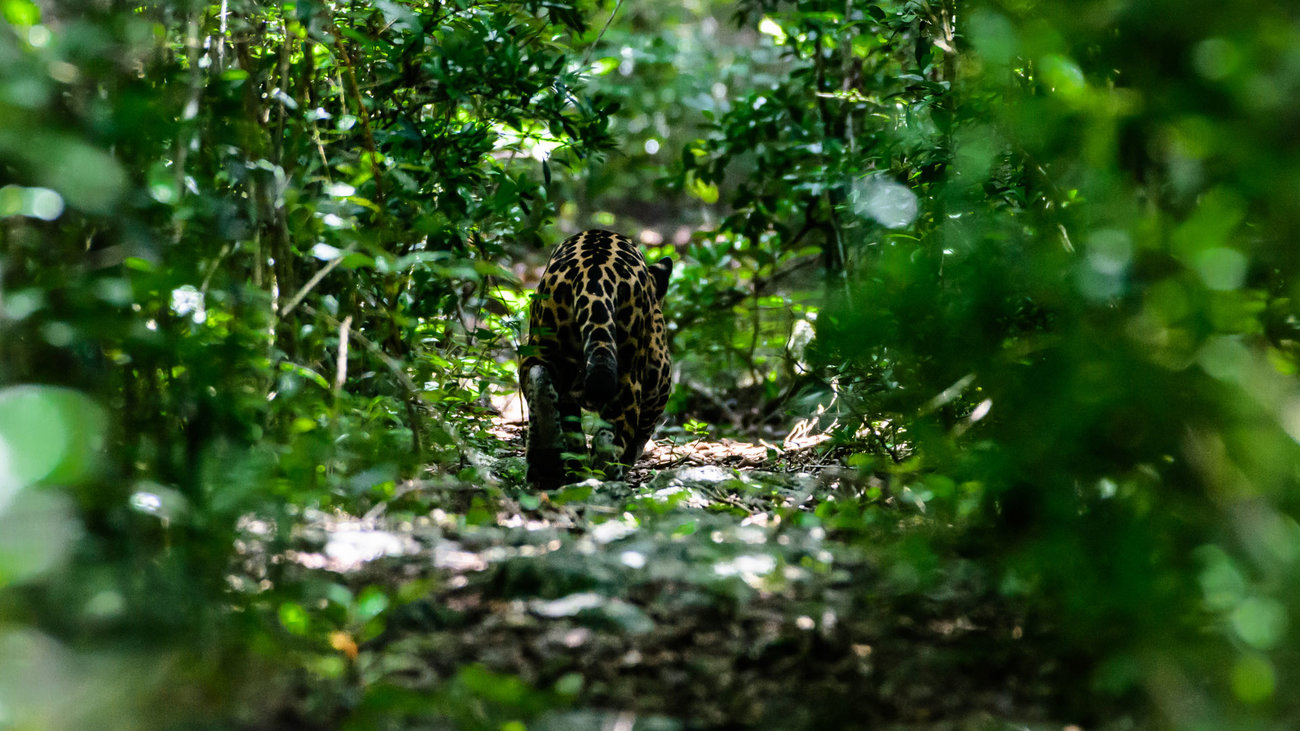 jaguar in Mexico