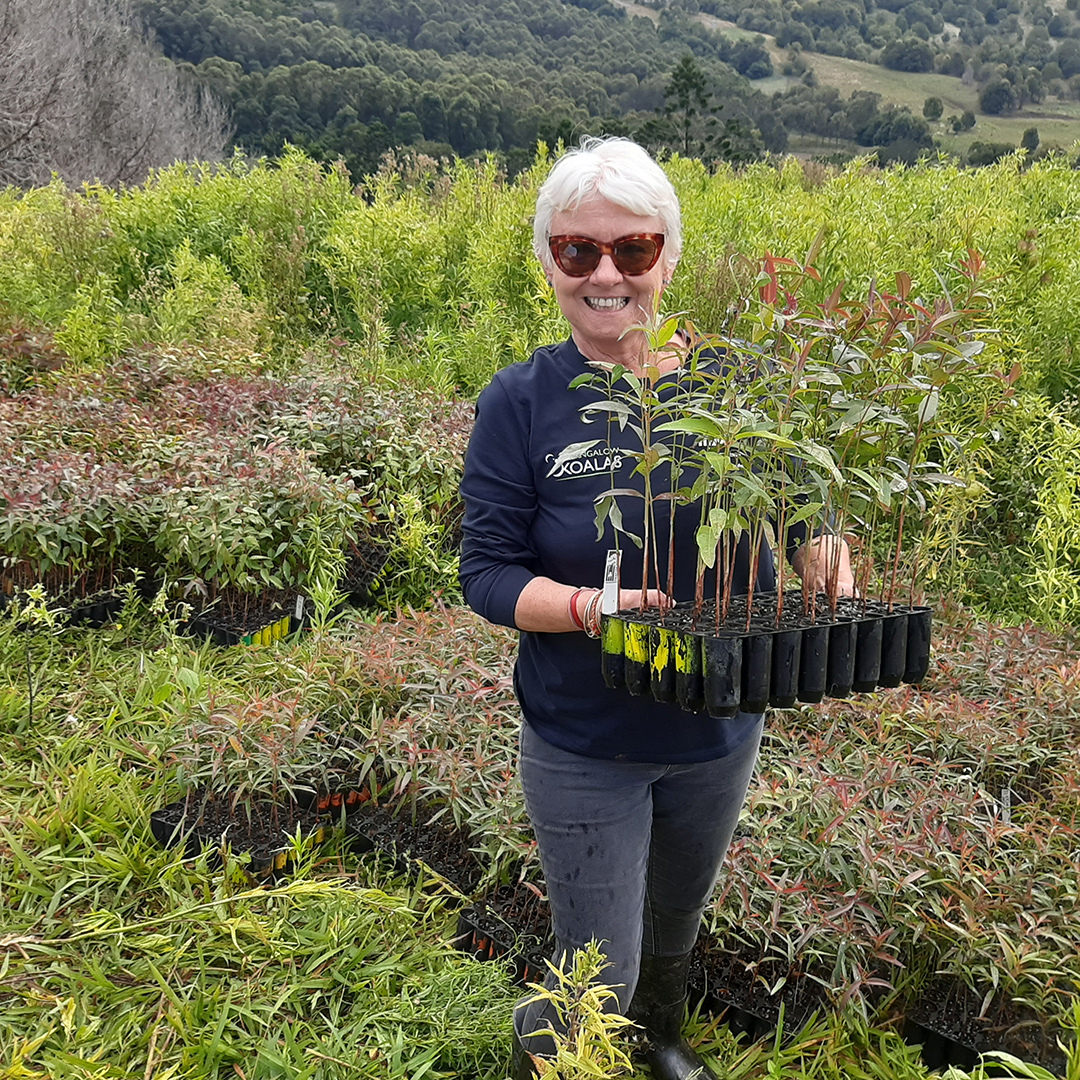 A Bangalow Koalas volunteer carries trees ready to be planted.