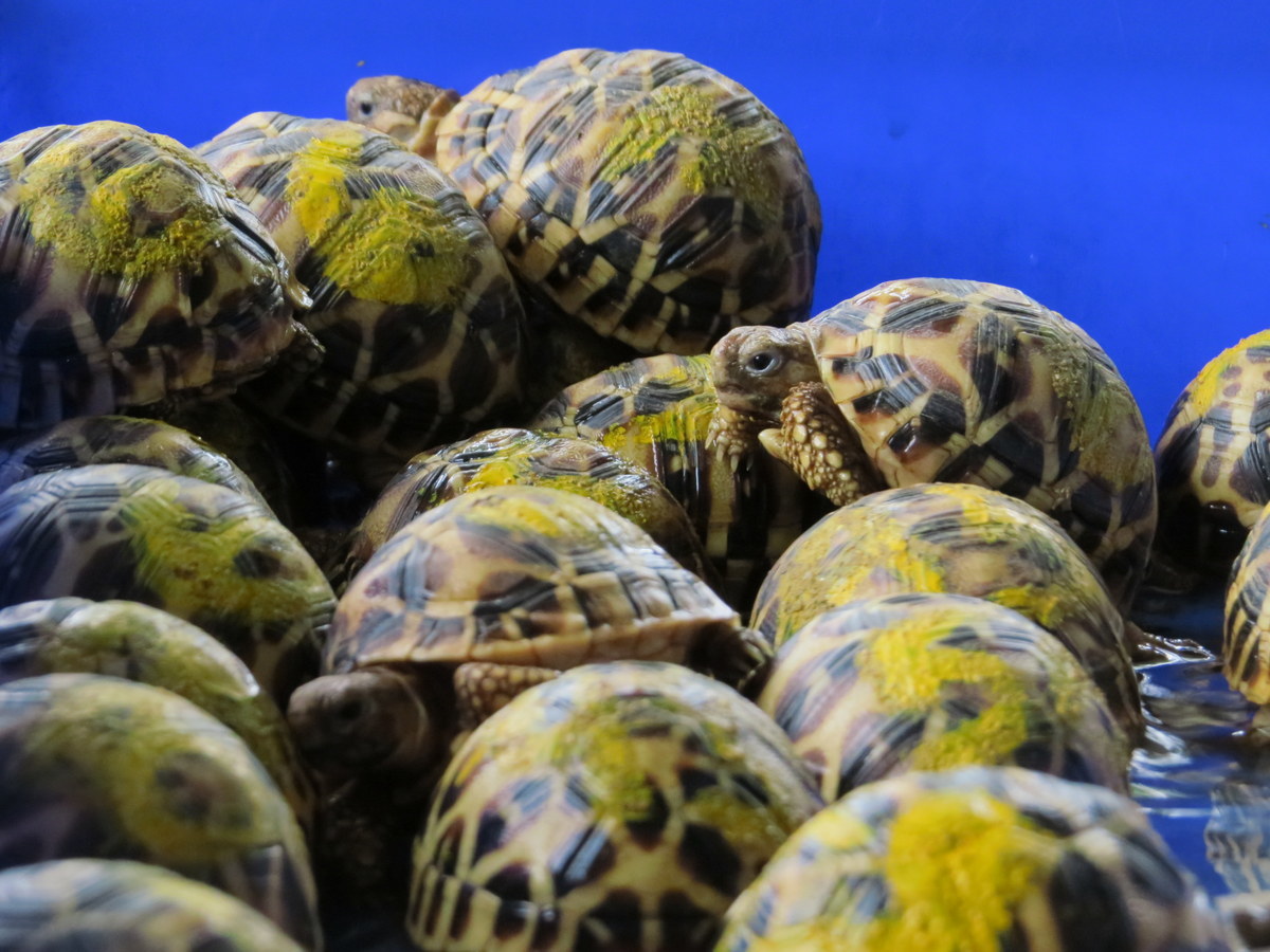 schildpad gered door inbeslagname tijdens handel