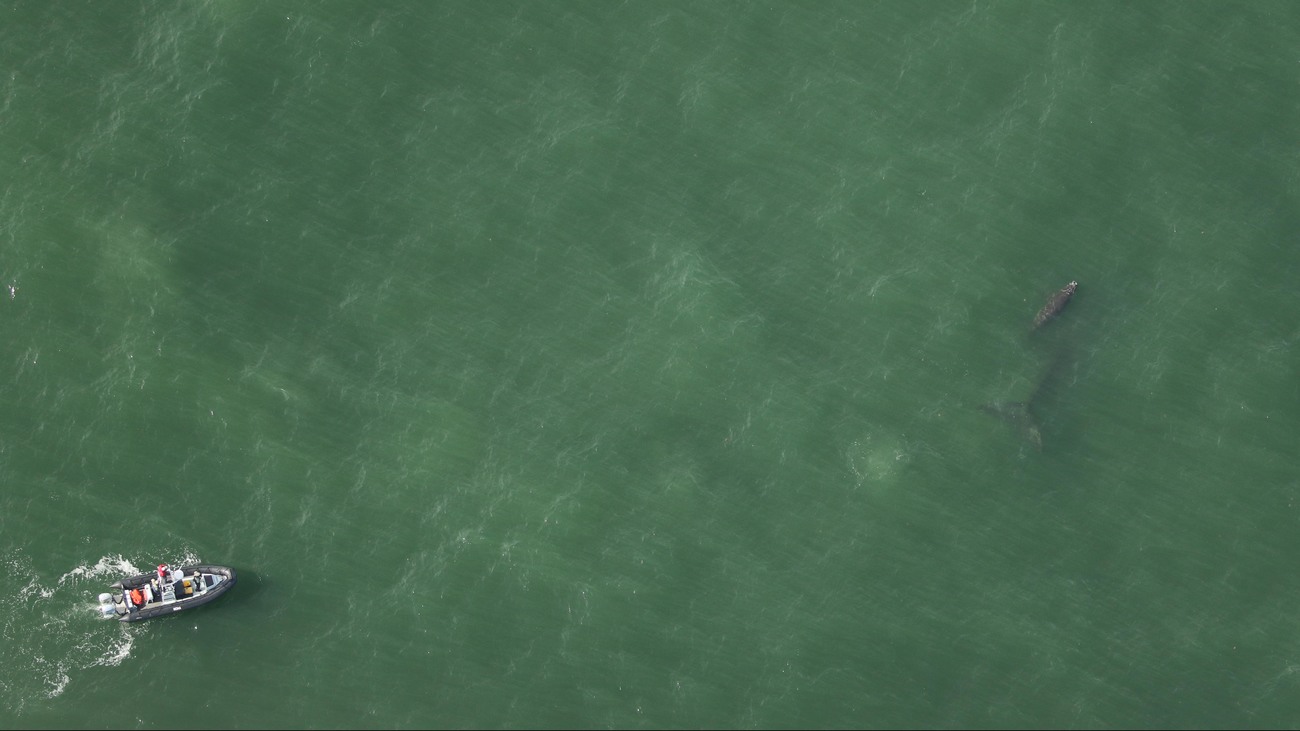 boat following whale