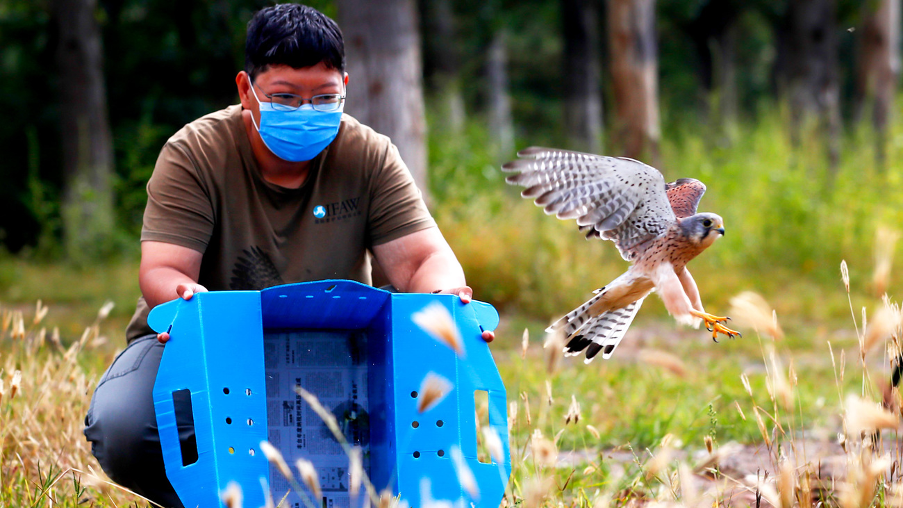 BRRC Rehabilitator, Lei Zhou, opens the carrier box, releasing the common kestrel and it flies back into the wild.