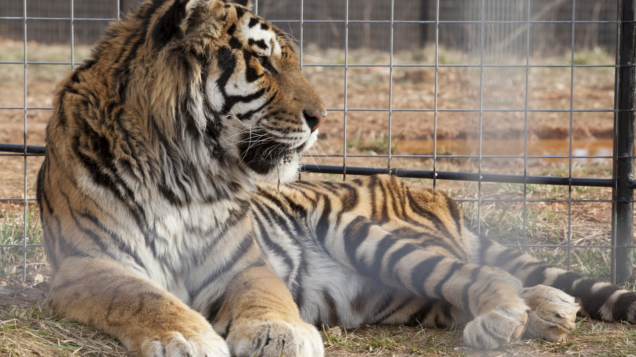 A tigress lies in her enclosure at the Turpentine Creek Wildlife Refuge in Eureka Springs, AR. 