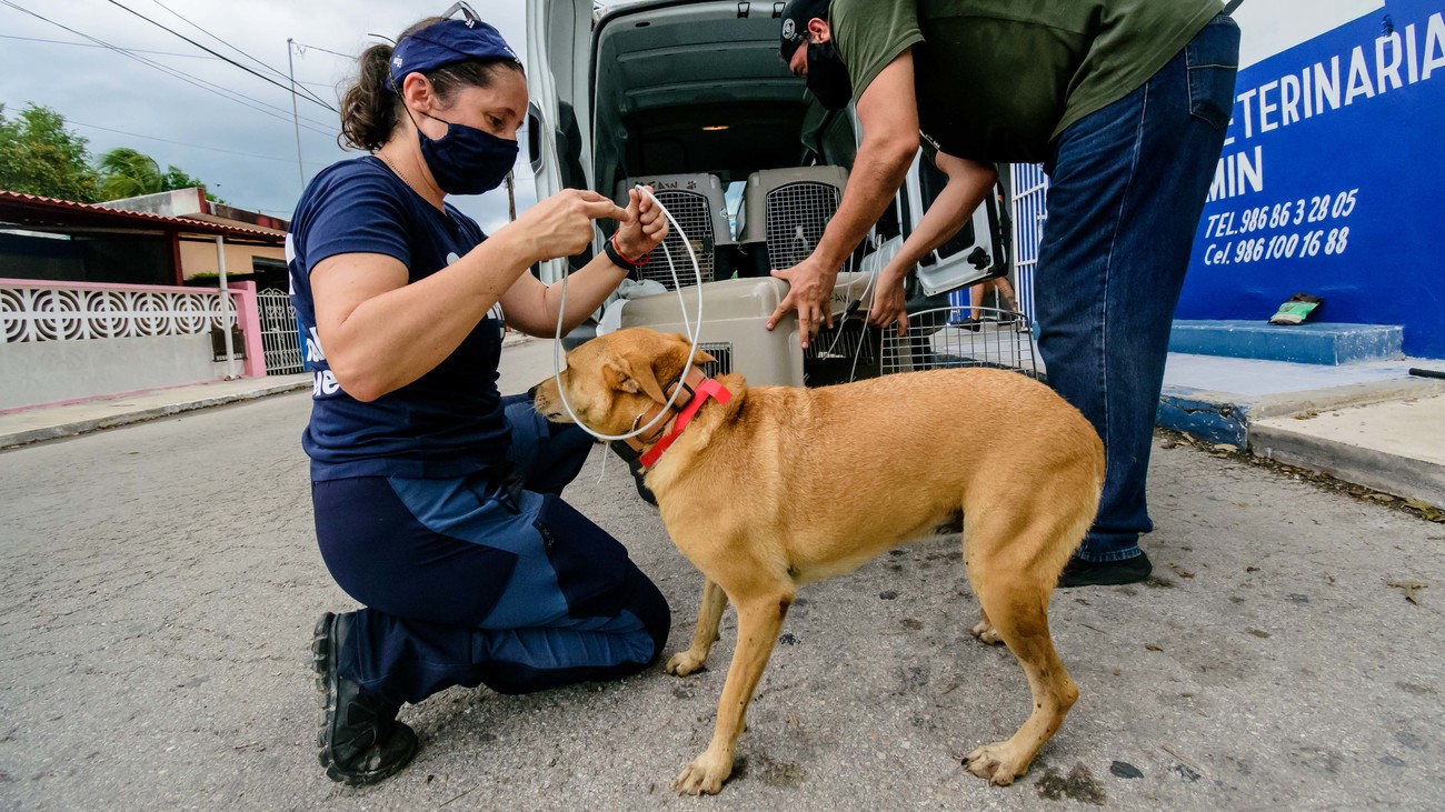 rescue dog in Mexico