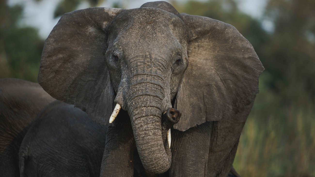 close-up of an elephant's face