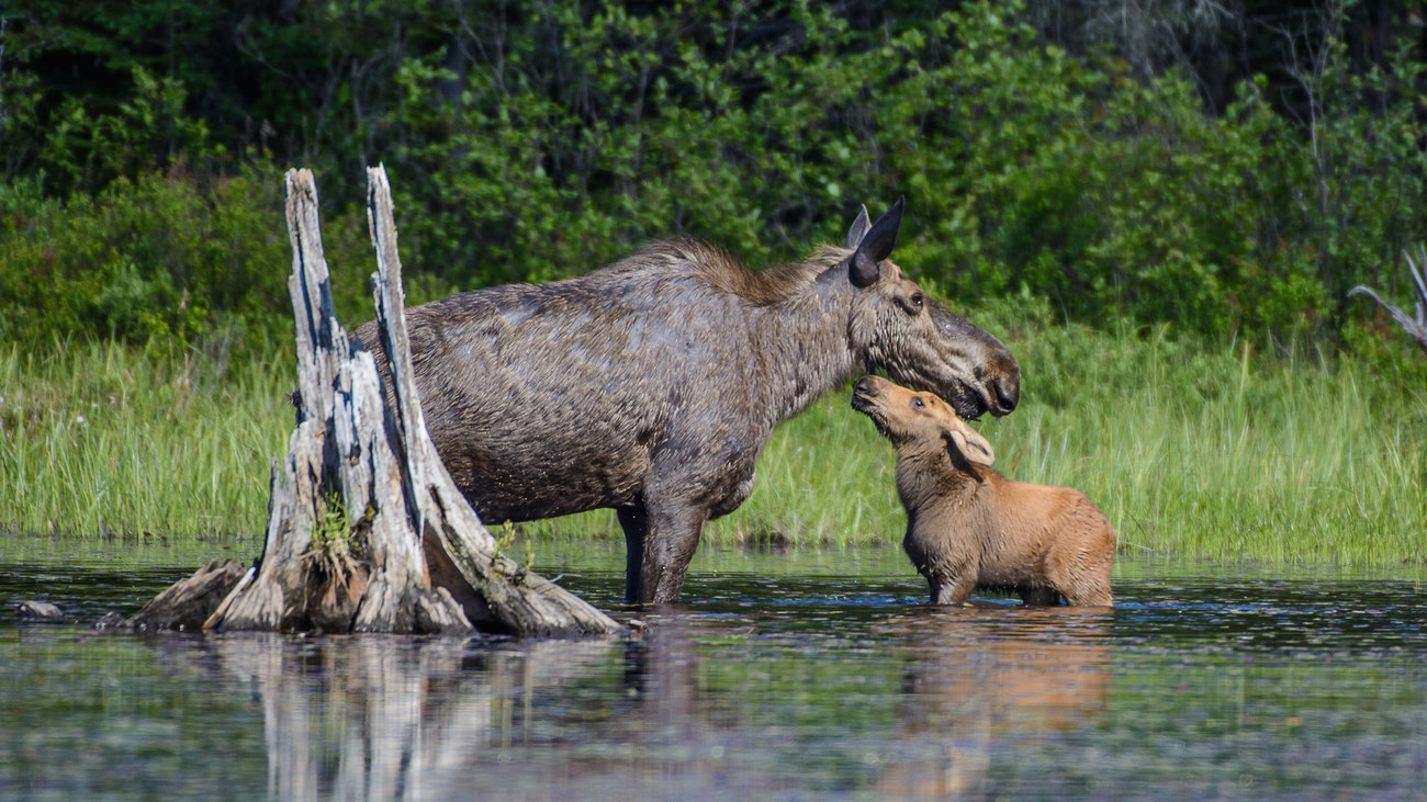 A mother moose and her calf together in a river.