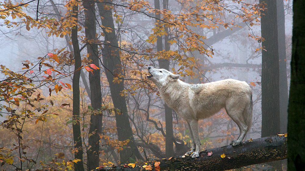 white wolf in forest