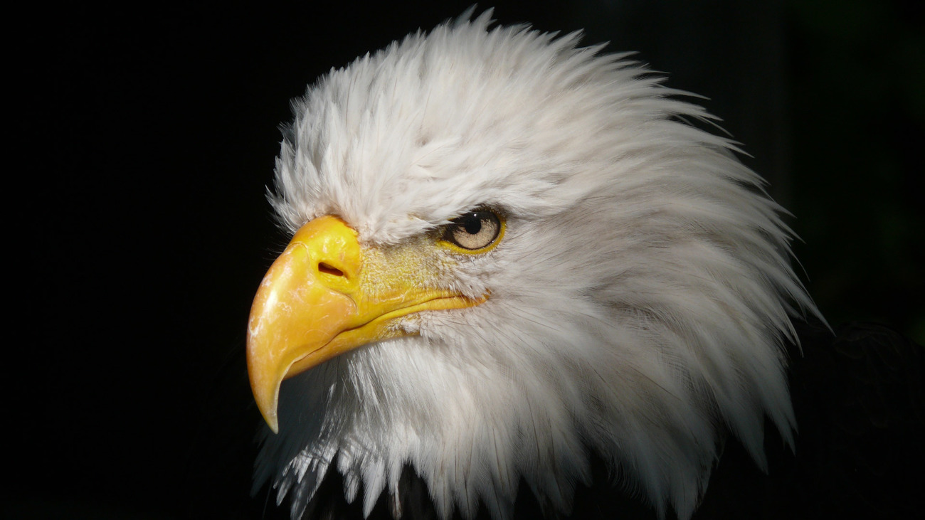 bald eagle