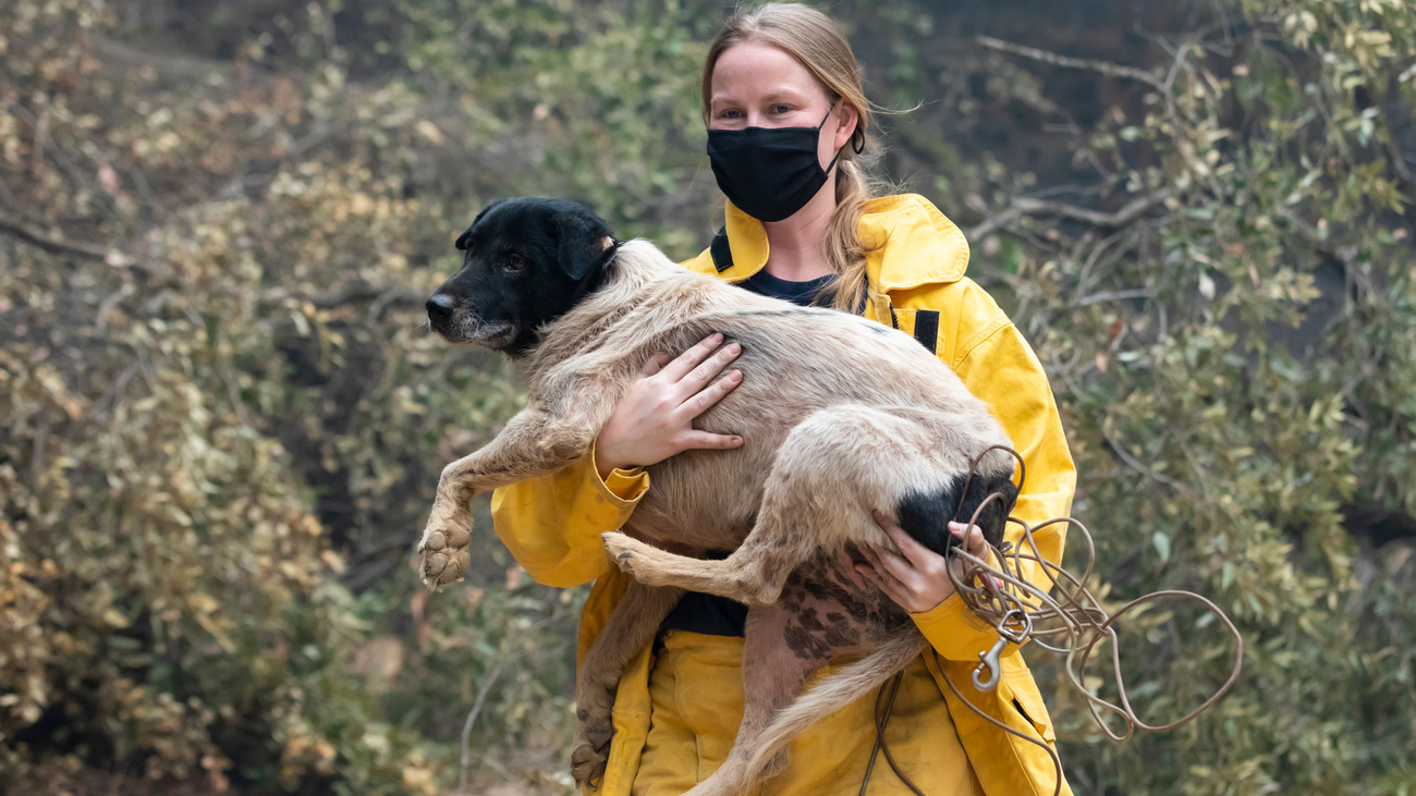 Jennifer Gardner, Senior Programmmanagerin der Katastrophenhilfe, trägt einen Hund, der nach den Waldbränden in Kalifornien geborgen wurde. 