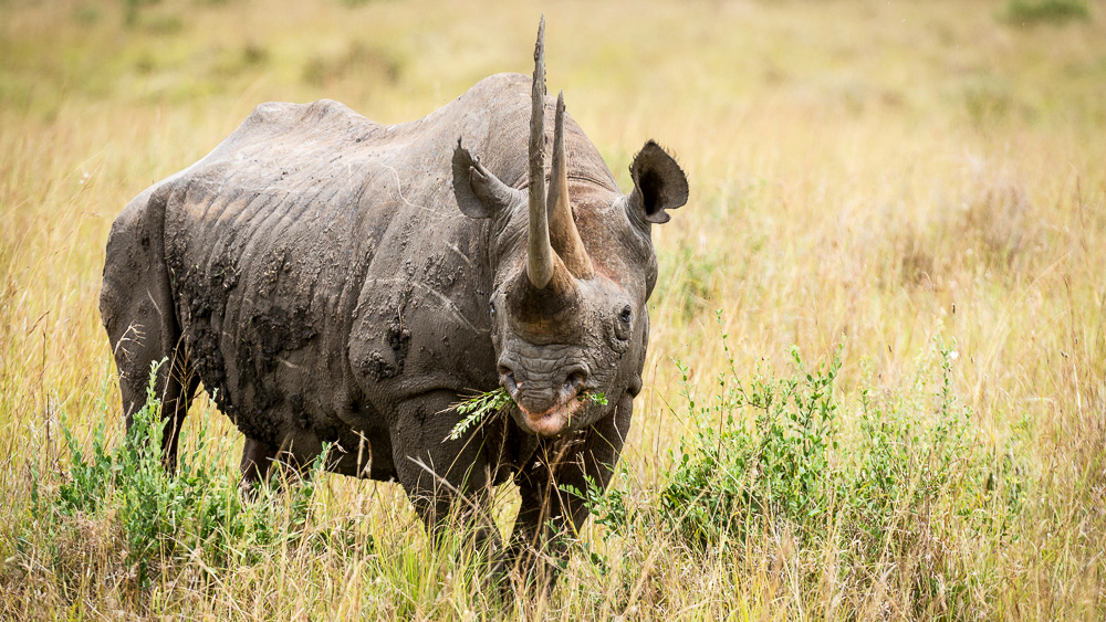 Een zwarte neushoorn met een lange hoorn graast in Zuid-Afrika.