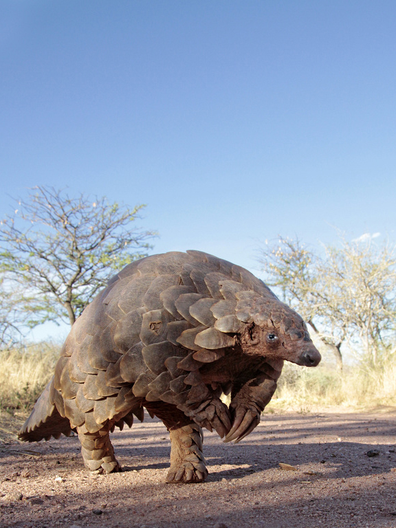 Was Sie Uber Den Pangolin Das Schuppentier Wissen Sollten Ifaw