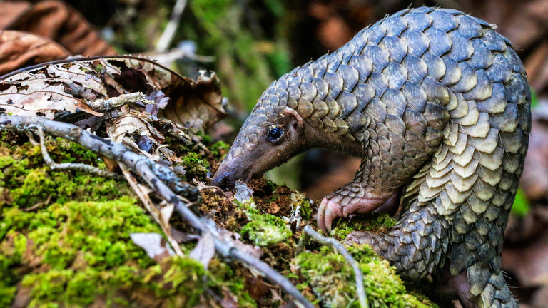 Pangolin: Keunikan yang Harus Dilindungi untuk Masa Depan