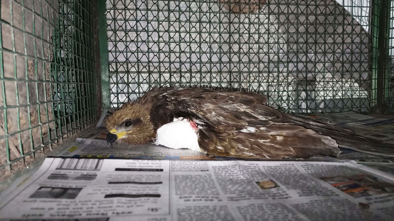 a raptor lays in a cage with a wrapped wing