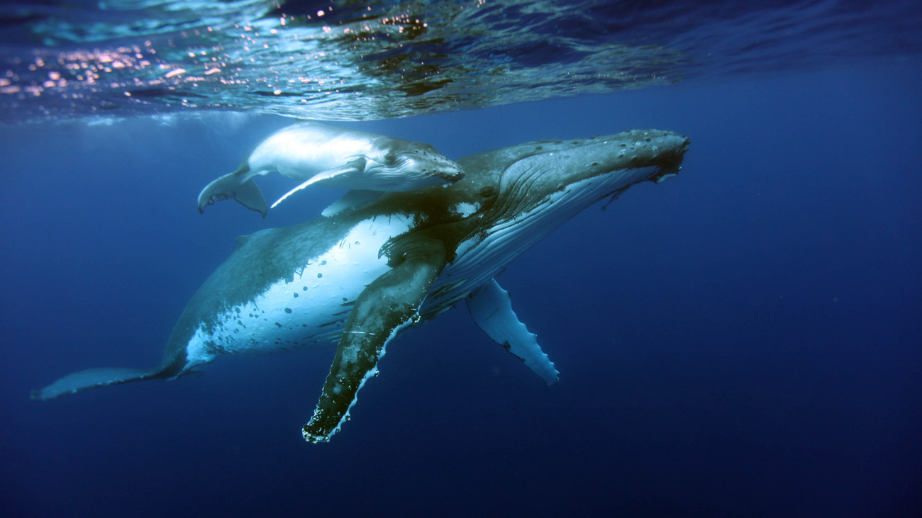 a humpback whale swims alongside a small calf