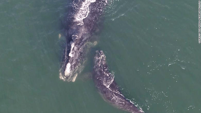 whale with calf