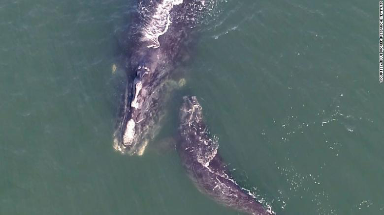 A North Atlantic right whale mother and calf. The first reported death of a right whale calf in 2021 was reported off the coast of Florida this weekend. 