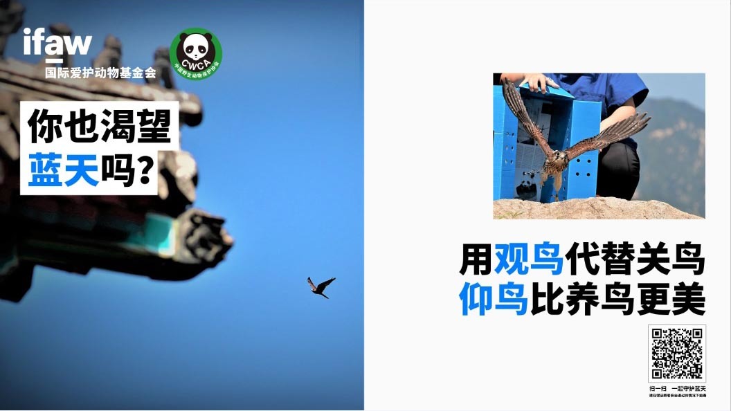 a public service ad in China that features a raptor