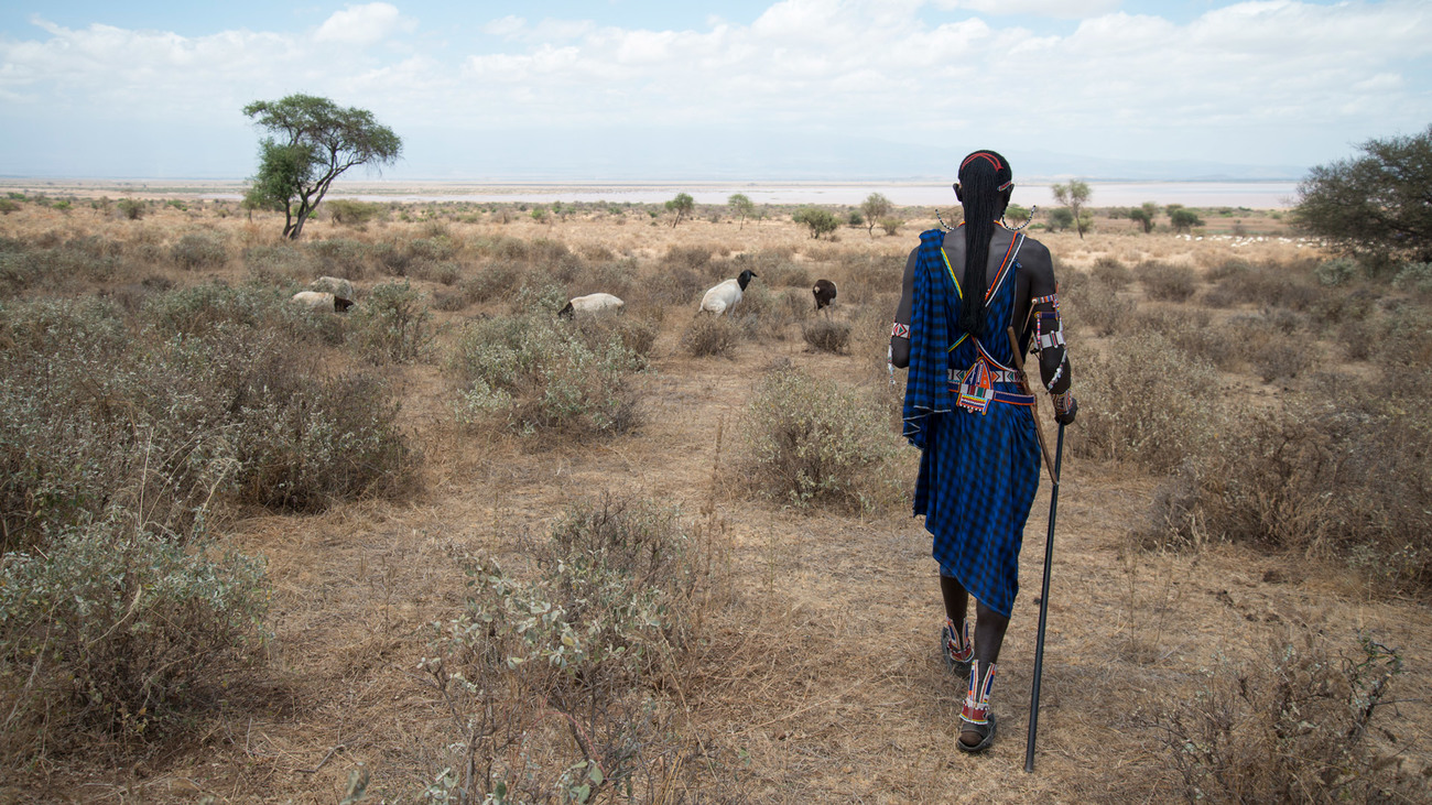 homme maasaï avec un troupeau de chèvres 