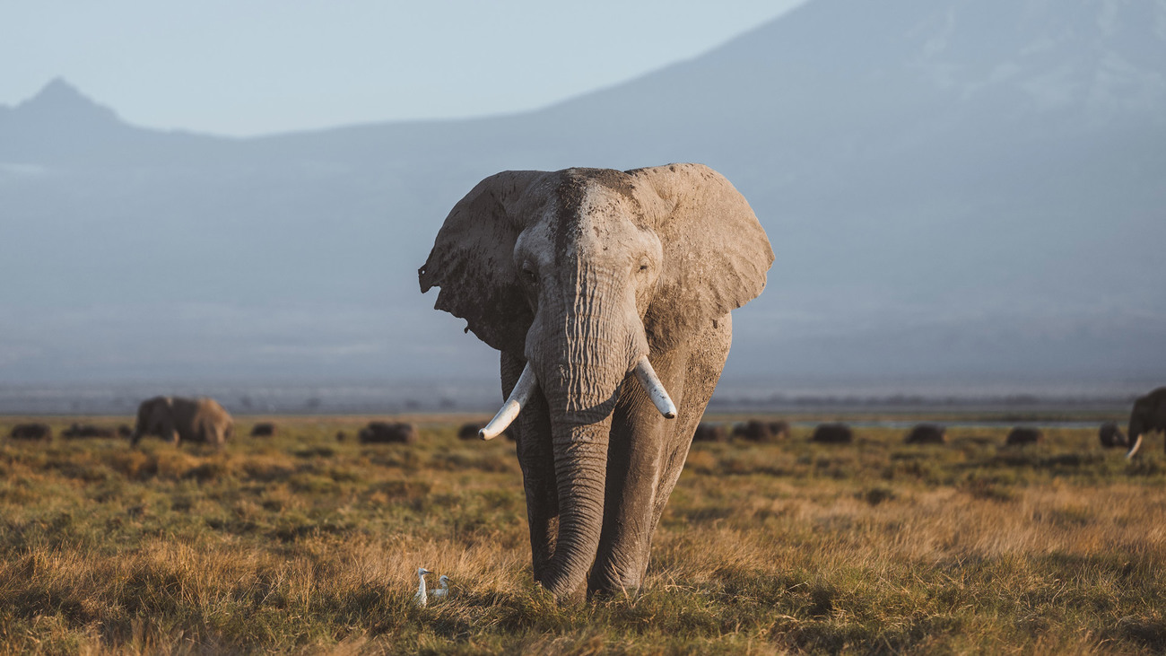 African bush elephant stands facing forward in grasses in Amboseli National Park