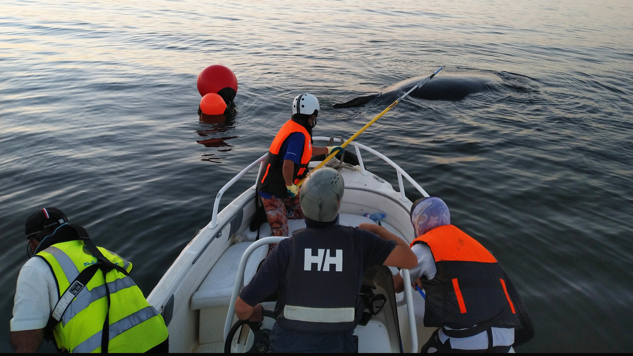 a team of specialists in a boat rescue an entangled whale