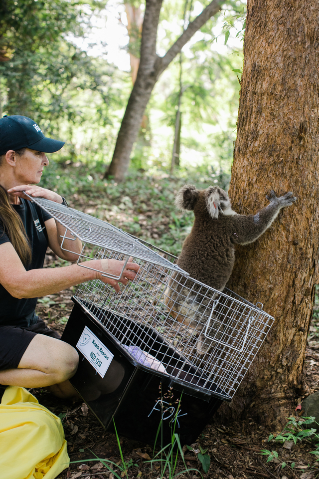 Remise en liberté d’un koala par une vétérinaire
