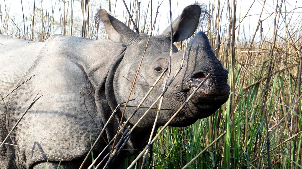rhino in India