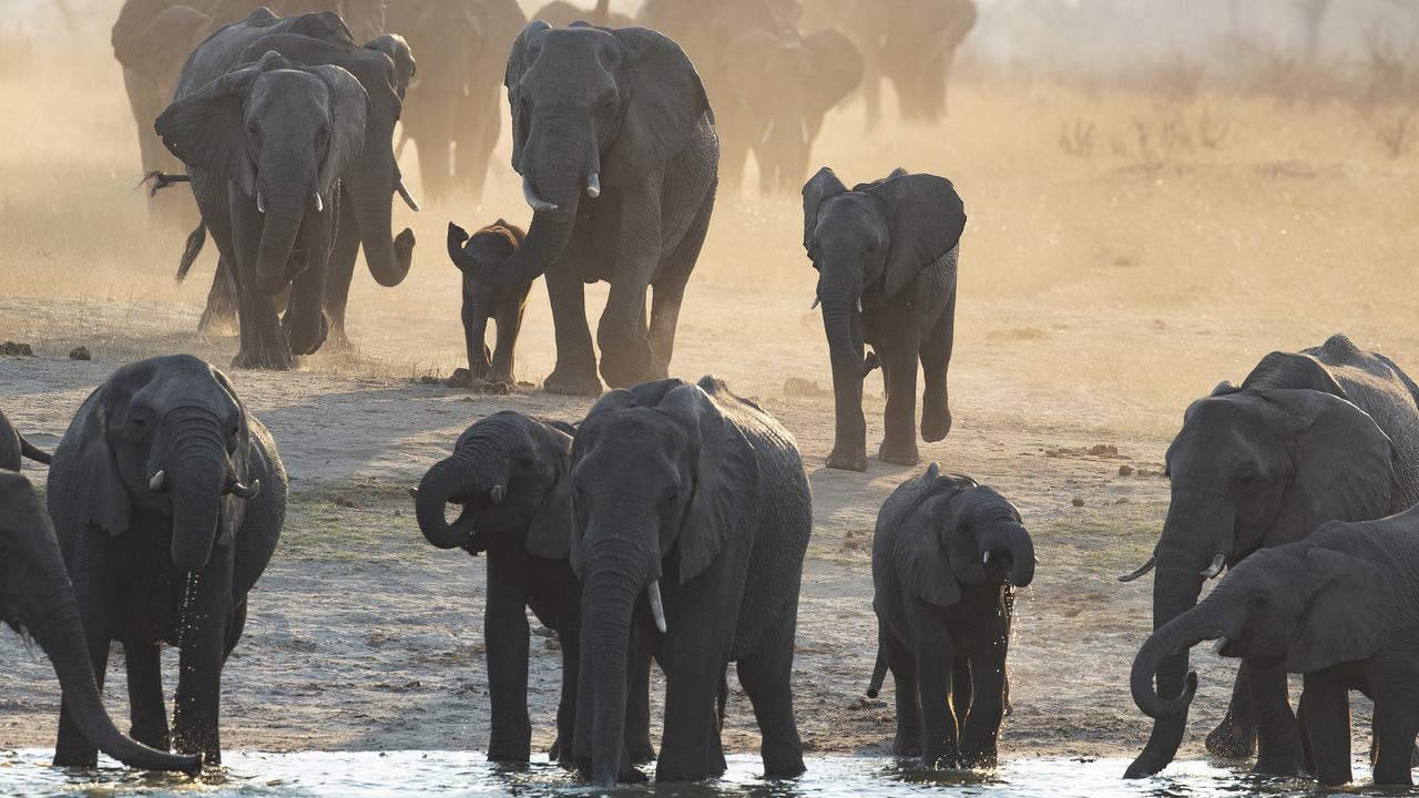 elephants in Zimbabwe