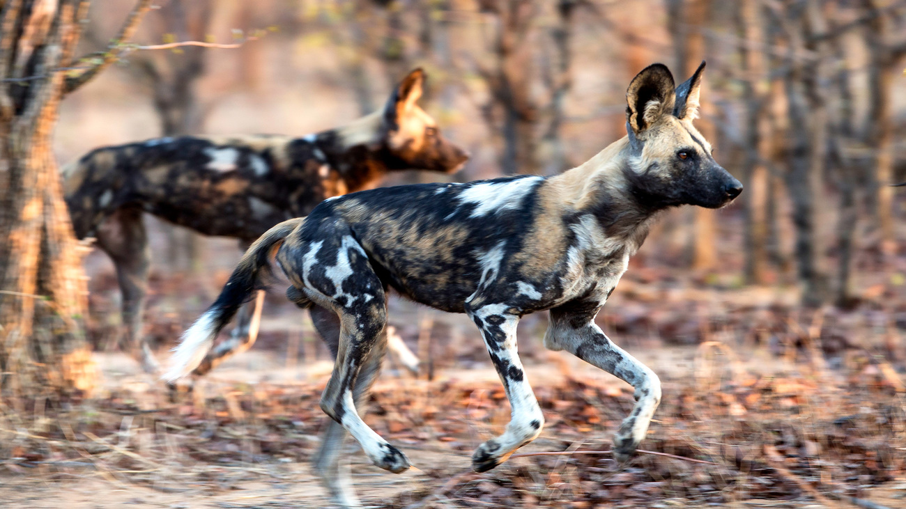 Two African wild dogs moving through the bush early morning in Hwange National Park, Matabeleland North Province, Zimbabwe.