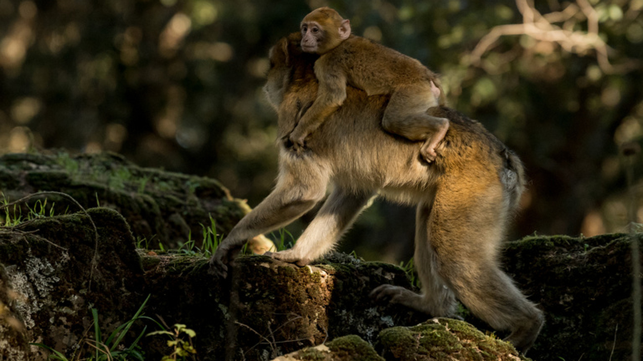 maman singe avec son bébé