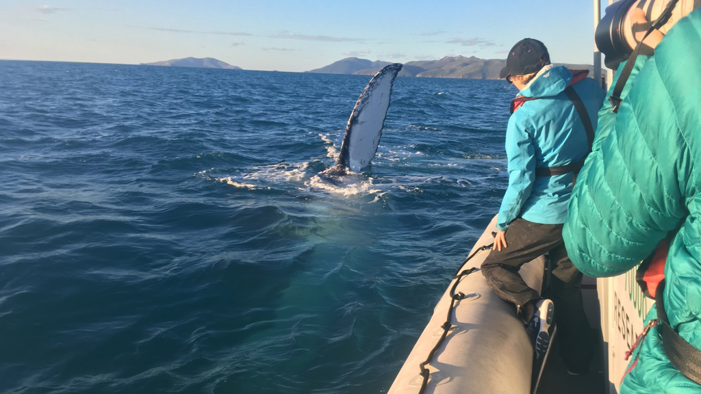 humpback whale tail