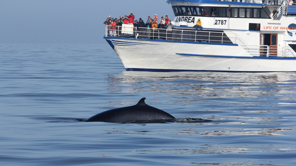 baleine de Minke en Islande