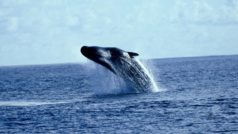 cachalot jaillissant hors de l’eau