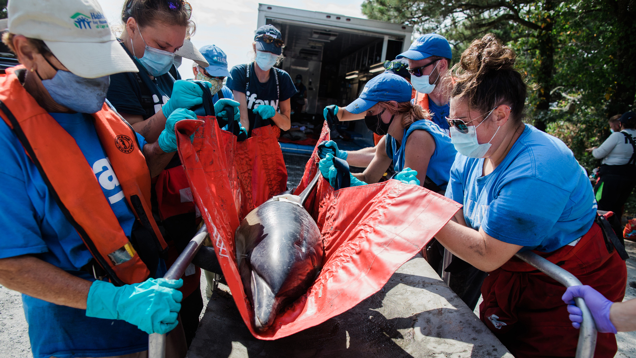 reddingswerkers dragen een dolfijn